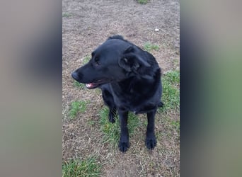 Neron ❤️ sanfter, ruhiger Schmuserüde