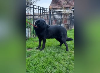 Neron ❤️ sanfter, ruhiger Schmuserüde