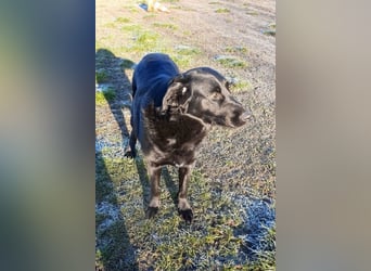 Neron ❤️ sanfter, ruhiger Schmuserüde