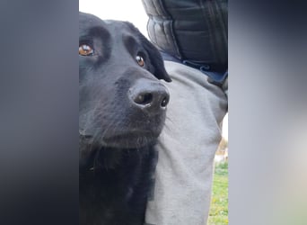 Neron ❤️ sanfter, ruhiger Schmuserüde