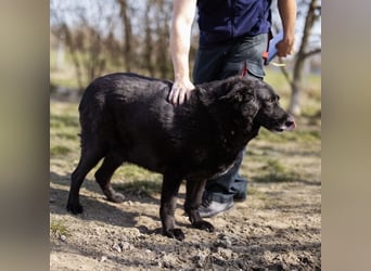 Neron der Unglückliche