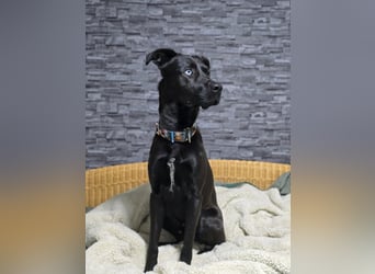 LINO ❤️ liebevolle Boxer Labrador Schönheit