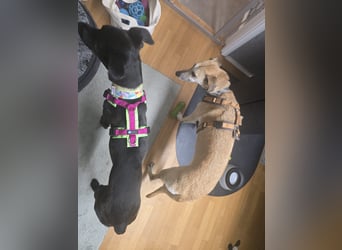 LINO ❤️ liebevolle Boxer Labrador Schönheit