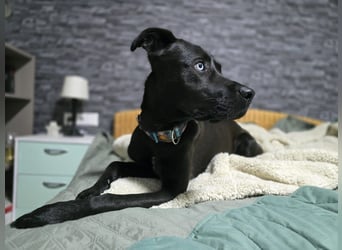 LINO ❤️ liebevolle Boxer Labrador Schönheit