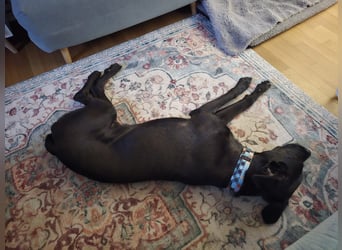 LINO ❤️ liebevolle Boxer Labrador Schönheit