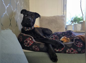 LINO ❤️ liebevolle Boxer Labrador Schönheit