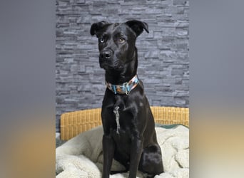 LINO ❤️ liebevolle Boxer Labrador Schönheit