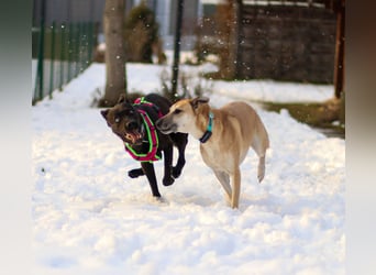 LINO ❤️ liebevolle Boxer Labrador Schönheit