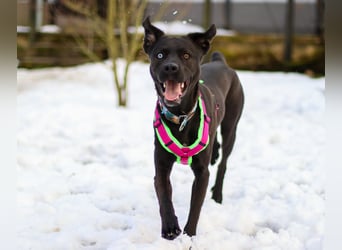 LINO ❤️ liebevolle Boxer Labrador Schönheit