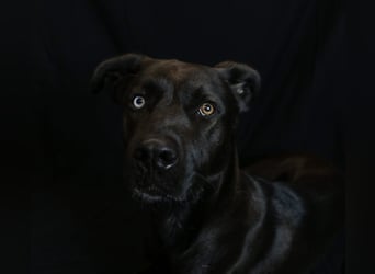 LINO ❤️ liebevolle Schönheit, Pflegefamilie Immenhausen