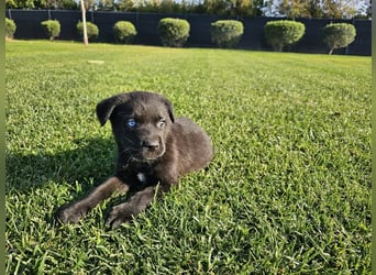 LINO ❤️ liebevolle Boxer Labrador Schönheit