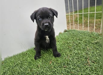LINO ❤️ liebevolle Boxer Labrador Schönheit