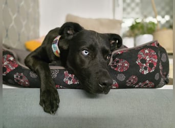LINO ❤️ liebevolle Boxer Labrador Schönheit
