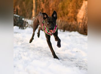 LINO ❤️ liebevolle Boxer Labrador Schönheit