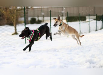 LINO ❤️ liebevolle Boxer Labrador Schönheit