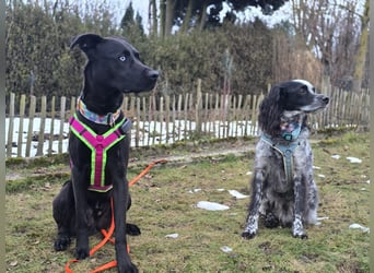 LINO ❤️ liebevolle Boxer Labrador Schönheit