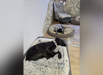 LINO ❤️ liebevolle Boxer Labrador Schönheit