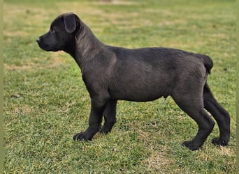 LINO ❤️ liebevolle Boxer Labrador Schönheit