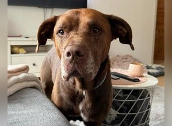 VITTO - menschenbezogener Rüde sucht eine neue Chance