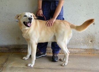 Daffyd - Zwei Seelen. Zwei Geschichten. Ein Ziel. Daffyd - Zwei Seelen. Zwei Geschichten. Ein Ziel.
