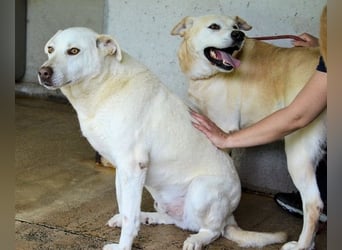 Daffyd - Zwei Seelen. Zwei Geschichten. Ein Ziel. Daffyd - Zwei Seelen. Zwei Geschichten. Ein Ziel.