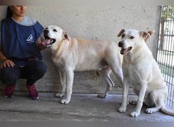 Daffyd - Zwei Seelen. Zwei Geschichten. Ein Ziel. Daffyd - Zwei Seelen. Zwei Geschichten. Ein Ziel.