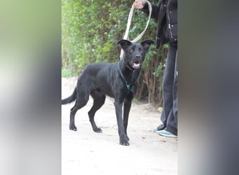 Lindt - charmanter, verspielter, verschmuster Labbi Mix Rüde