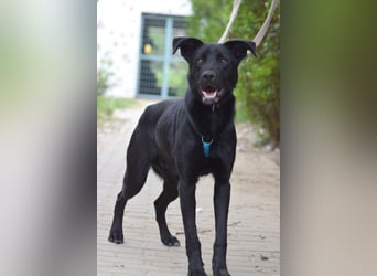 Lindt - charmanter, verspielter, verschmuster Labbi Mix Rüde