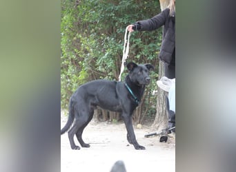 Lindt - charmanter, verspielter, verschmuster Labbi Mix Rüde