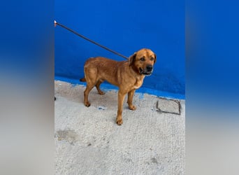 Tommy  – sanfter Riese mit großem Herzen sucht sein Zuhause
