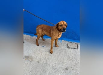 Tommy  – sanfter Riese mit großem Herzen sucht sein Zuhause