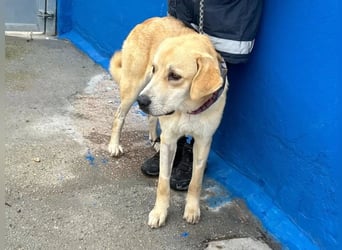 Dolce, ein großes verschmustes Mädchen