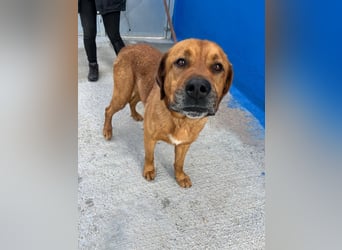 Tommy  – sanfter Riese mit großem Herzen sucht sein Zuhause