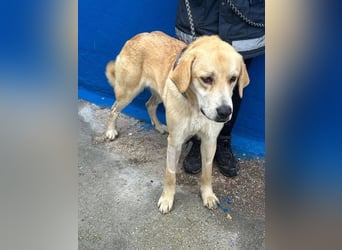 Dolce, ein großes verschmustes Mädchen
