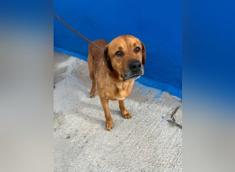 Tommy  – sanfter Riese mit großem Herzen sucht sein Zuhause