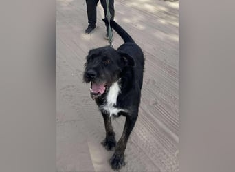 Helmut KK – wünscht sich eine liebe Familie