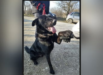 Cody VA – verschmuster Schäferhund Mix sucht passendes Zuhause 
