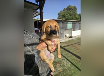 Egidio: Lausbub zum Verlieben