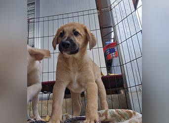 Egidio: Lausbub zum Verlieben