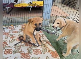 Egidio: Lausbub zum Verlieben