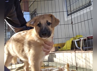 Egidio: Lausbub zum Verlieben