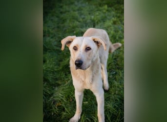 ELIJAH - der freundliche und aufgeschlossene Hundemann möchte geliebt und umsorgt werden