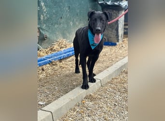 BEPPO - der aktive und unternehmungslustige Rüde liebt Menschen und träumt von einem tollen Zuhause