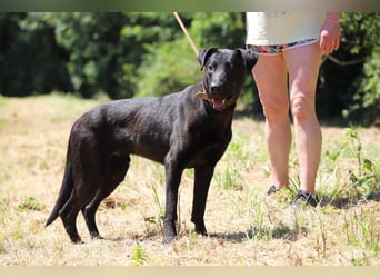 BEPPO - der aktive und unternehmungslustige Rüde liebt Menschen und träumt von einem tollen Zuhause