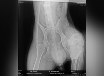 ELIJAH - der freundliche und aufgeschlossene Hundemann möchte geliebt und umsorgt werden