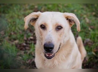 ELIJAH - der freundliche und aufgeschlossene Hundemann möchte geliebt und umsorgt werden