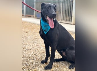 BEPPO - der aktive und unternehmungslustige Rüde liebt Menschen und träumt von einem tollen Zuhause