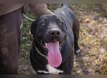 PIPER - Aktiv, verspielt und freundlich... Wo ist meine Familie?