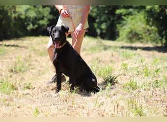 BEPPO - der aktive und unternehmungslustige Rüde liebt Menschen und träumt von einem tollen Zuhause