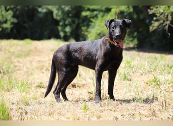 BEPPO - der aktive und unternehmungslustige Rüde liebt Menschen und träumt von einem tollen Zuhause